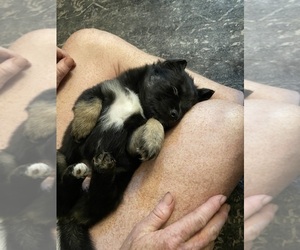 Miniature Australian Shepherd Puppy for sale in ASHUELOT, NH, USA