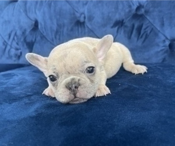 Medium Photo #36 French Bulldog Puppy For Sale in LAS VEGAS, NV, USA