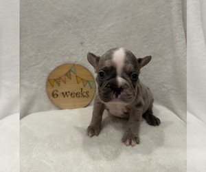 Faux Frenchbo Bulldog Puppy for sale in RIDGEVILLE, SC, USA