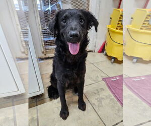 Spaniel-Unknown Mix Dogs for adoption in El Centro, CA, USA