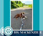 Small #2 Australian Shepherd