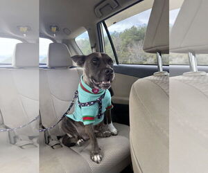 American Pit Bull Terrier-Unknown Mix Dogs for adoption in Calhoun, GA, USA