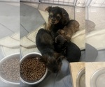 Puppy Puppy 1 Yorkshire Terrier