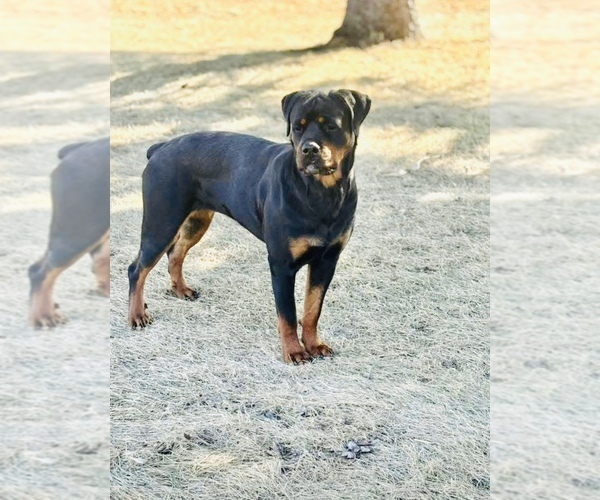 Medium Photo #5 Rottweiler Puppy For Sale in UNION, IA, USA