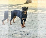 Small #4 Rottweiler