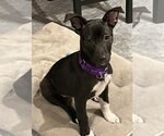 Small Photo #5 Labrador Retriever-Unknown Mix Puppy For Sale in Boston, MA, USA