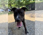 Small #1 Mutt