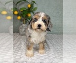 Small #6 Bernedoodle (Miniature)