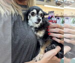 Small Chihuahua