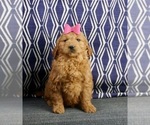 Small Photo #3 Golden Retriever-Poodle (Toy) Mix Puppy For Sale in WARSAW, IN, USA