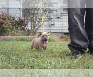 American Pit Bull Terrier Puppy for sale in POPLAR BLUFF, MO, USA