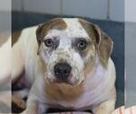 Small American Staffordshire Terrier Mix