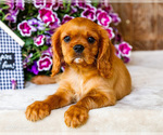 Small Photo #5 Cavalier King Charles Spaniel Puppy For Sale in WAKARUSA, IN, USA