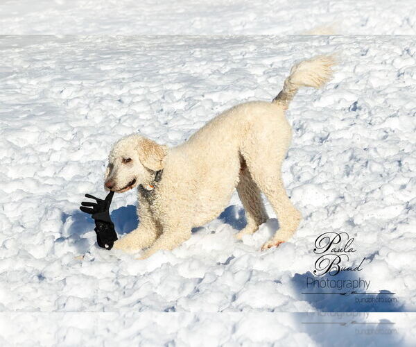 Medium Photo #3 Poodle (Standard) Puppy For Sale in Bowmanville, Ontario, Canada