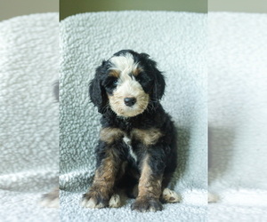 Medium Aussiedoodle-Bernedoodle Mix
