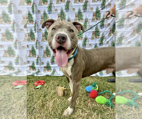 Medium Photo #7 American Pit Bull Terrier-American Staffordshire Terrier Mix Puppy For Sale in Brewster, NY, USA