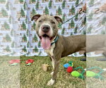 Small #6 American Pit Bull Terrier-American Staffordshire Terrier Mix