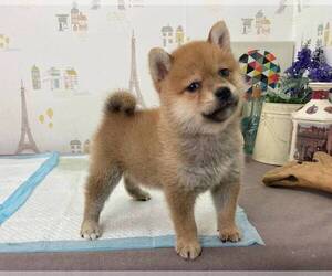 Shiba Inu Puppy for sale in NEW YORK, NY, USA