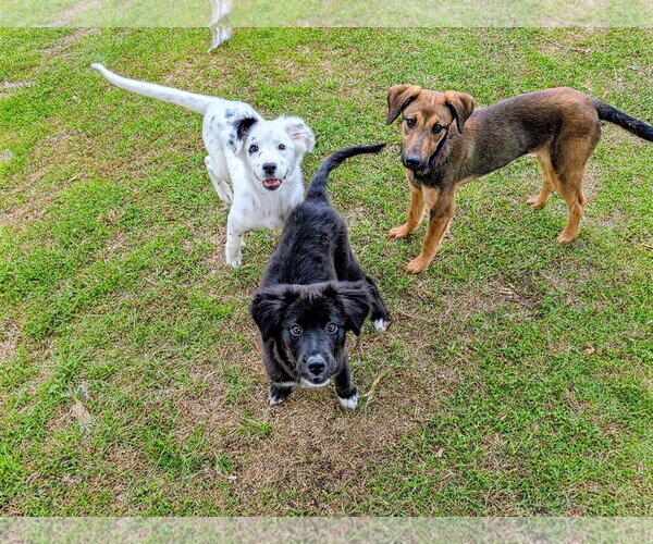 Medium Photo #8 Doberman Pinscher-Unknown Mix Puppy For Sale in Sandy, UT, USA