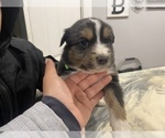 Small Photo #5 Australian Shepherd Puppy For Sale in LUBBOCK, TX, USA