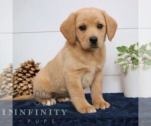 Goldador Doodle Puppy for sale in NARVON, PA, USA