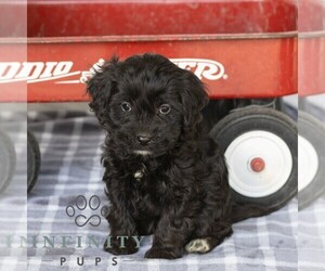 Cavapoo Puppy for sale in GAP, PA, USA