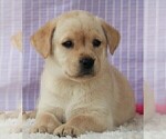 Small Photo #25 Labrador Retriever Puppy For Sale in SYRACUSE, IN, USA