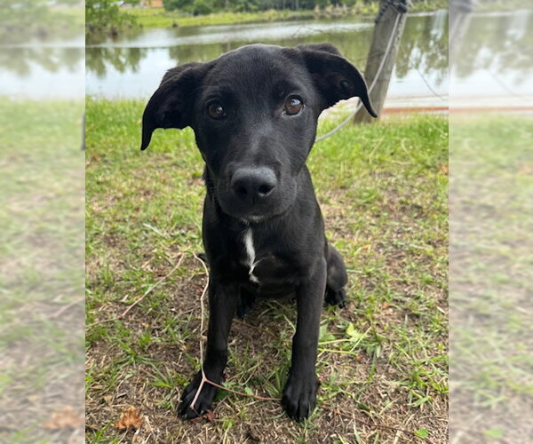 Medium Photo #1 Labrador Retriever-Unknown Mix Puppy For Sale in Tarrytown, GA, USA