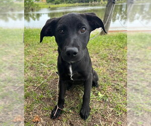 Labrador Retriever-Unknown Mix Dogs for adoption in Tarrytown, GA, USA