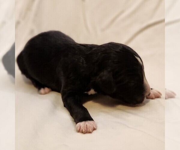 Medium Photo #7 F2 Aussiedoodle Puppy For Sale in COLUMBIA, TN, USA