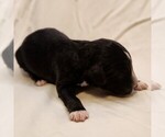 Small #6 F2 Aussiedoodle