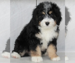 Miniature Bernedoodle Puppy for sale in FREDERICKSBURG, OH, USA