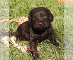 Small Photo #5 Boykin Spaniel Puppy For Sale in CARLISLE, KY, USA