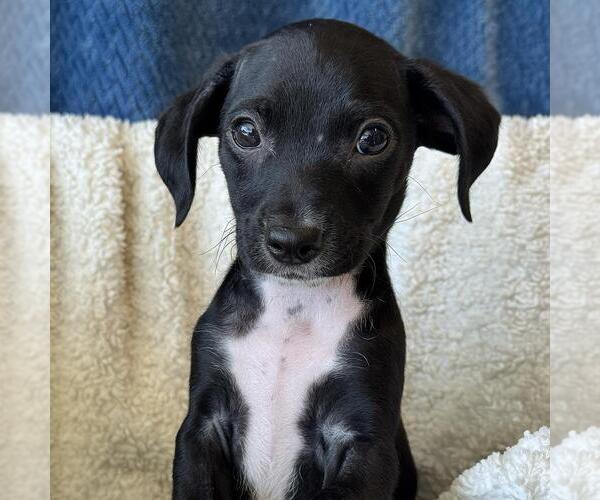 Medium Photo #5 Chihuahua-Colonial Cocker Spaniel Mix Puppy For Sale in San Diego, CA, USA