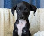 Small #4 Chihuahua-Colonial Cocker Spaniel Mix