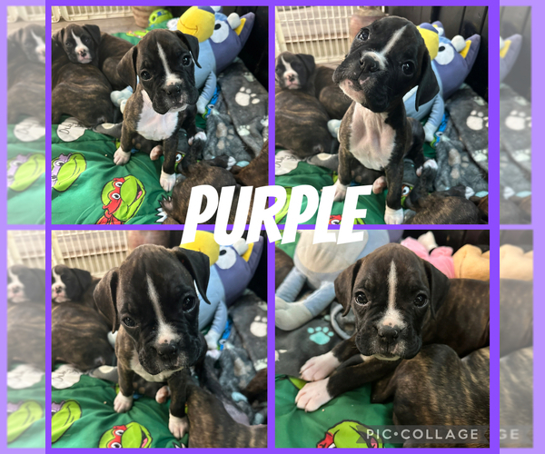 Medium Photo #34 Boxer Puppy For Sale in RALEIGH, NC, USA