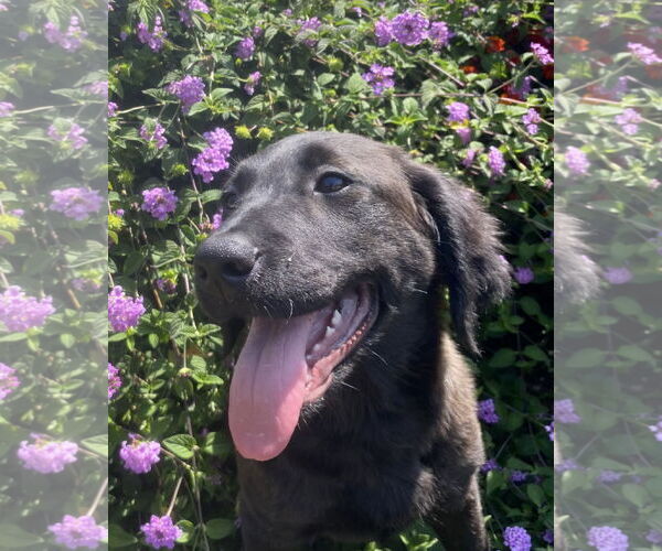 Medium Photo #2 Retriever -Unknown Mix Puppy For Sale in San Diego, CA, USA