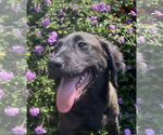 Small #1 Retriever  Mix