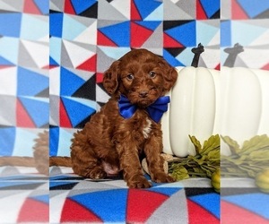 Double Doodle Puppy for sale in NOTTINGHAM, PA, USA