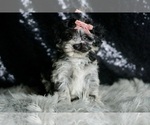 Small Photo #10 Maltipoo Puppy For Sale in WARSAW, IN, USA