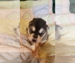 Small Photo #5 Alaskan Malamute Puppy For Sale in PINE VILLAGE, IN, USA