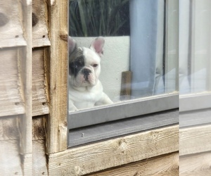 French Bulldog Puppy for Sale in SIOUX FALLS, South Dakota USA