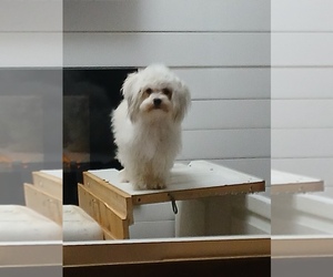 Mother of the Havanese puppies born on 12/01/2025