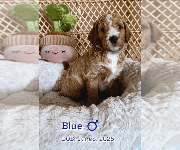 Medium Photo #1 Goldendoodle Puppy For Sale in DISCOVERY BAY, CA, USA