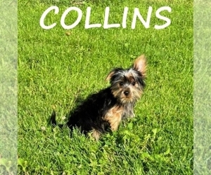 YorkiePoo Puppy for sale in HARTLAND, MN, USA