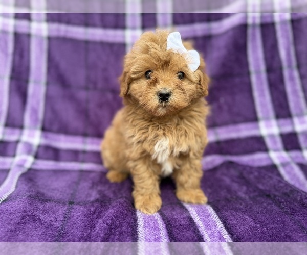 Medium Photo #1 Shih-Poo Puppy For Sale in LAKELAND, FL, USA