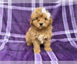 Shih-Poo Puppy for sale in LAKELAND, FL, USA