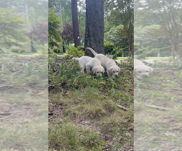 Medium Photo #1 Labrador Retriever Puppy For Sale in LOUISBURG, NC, USA