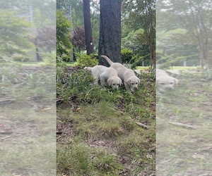Labrador Retriever Puppy for Sale in LOUISBURG, North Carolina USA