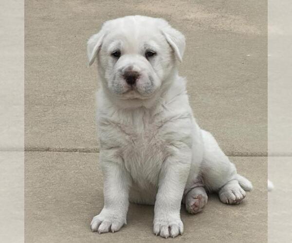 Medium Photo #1 Labrador Retriever-Unknown Mix Puppy For Sale in San Diego, CA, USA